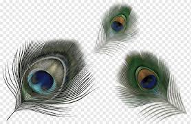 We did not find results for: Feather Peafowl Peacock Hair Material Free To Pull Free Logo Design Template Animals Peacock Feather Png Pngwing