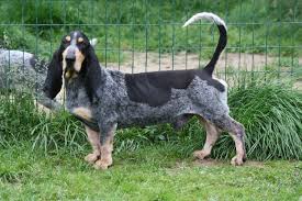 Maybe you would like to learn more about one of these? Accueil Elevage Des Vallees Longeronnaises Eleveur De Chiens Basset Bleu De Gascogne
