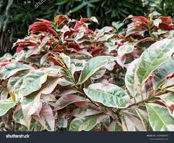 Image result for Excoecaria