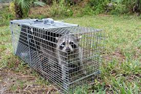 Best effective natural raccoon repellents. How To Get Rid Of Raccoons In The Attic The Bug Master Pest Control And Disinfecting