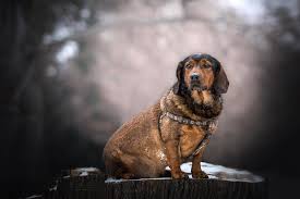 Image result for alpský brakýř jezevčíkovitý