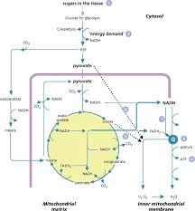 Maybe you would like to learn more about one of these? Respiration Springerlink