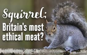 Image result for should we eat meat?