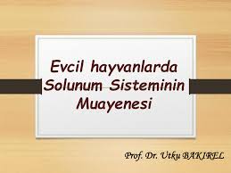 Solunum Sisteminin Muayenesi