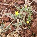 Image result for Cucumis ficifolius