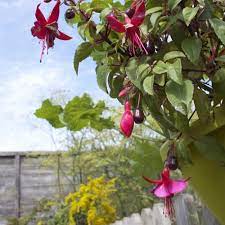 Are Fuchsia Berries Edible Two Thirsty Gardeners Simple Syrup Cocktails Edible Berries