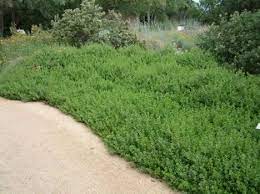 Baccharis Pilularis Pigeon Point Dwarf Coyote Bush Low Water California Native Ground Cover F California Native Plants Backyard Plants Backyard Landscaping
