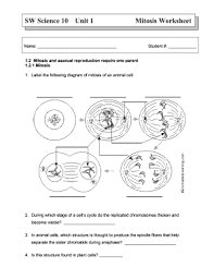 As a result, both new cells are identical copies of the original cell. Mitosis Worksheet Fill Online Printable Fillable Blank Pdffiller