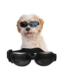 Small Dog Goggles