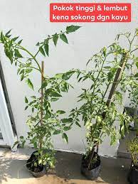 Bagaimanakah cara tanam pokok tomato yang mudah dan senang untuk anda lakukan di rumah anda? Mudahnya Tanam Pokok Tomato Ceri 3 Langkah Saja 4 Bulan Dah Boleh Petik Vanilla Kismis