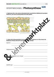 Photosynthese Beteiligte Strukturen Unterrichtsmaterial Im Fach Biologie Biologie Photosynthese Biologie Unterrichten