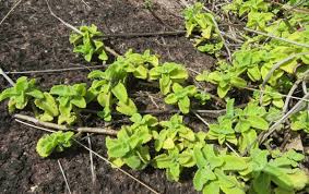 Image result for Coleus cylindraceus