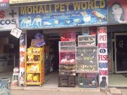 Maybe you would like to learn more about one of these? Top 50 Pet Shops For Pomeranian Dog In Chandigarh Best Pet Shops For Pomerian Dogs Justdial