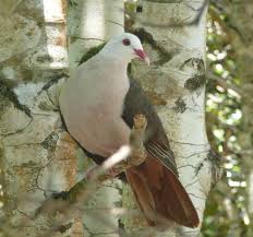 Australia is home to some of the world's most interesting animals. Ile Aux Aigrettes Conserving Mauritius S Endemic Wildlife Wild Bird Conservation