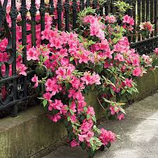 A Brief History Of The Azalea Plants Azaleas Beautiful Flowers