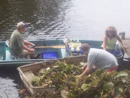 Helping combat water chestnuts in Jennings Pond