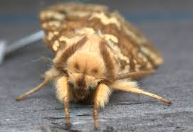 Maybe you would like to learn more about one of these? Spotted Tussock Moth What S That Bug