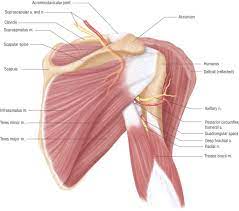 High quality images of interesting designs. Anatomy Lesson Shoulder Musculature Beautiful To The Core Muscle Anatomy Shoulder Anatomy Shoulder Muscle Anatomy