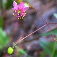 Image result for Talinum crispatulum