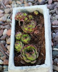 Their scientific name is sempervivum tectorum, which means live forever because you have to try that's it. Bring Succulents Indoors Hens And Chicks My Favorite Succulents