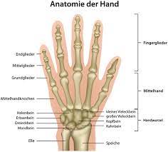 Dein handgelenk ist ein anatomisches meisterwerk — komplex, feingliedrig und sagenhaft beweglich. Handgelenkschmerzen Ursachen Therapie Und Vorbeugung