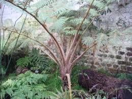 Image result for Cyathea capensis