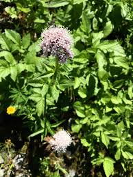 Image result for Valerianaceae