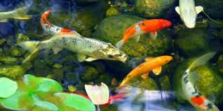 While the aesthetic design of koi fish ponds may be quite subjective, when it comes to choosing equipment and building the pond, there are . Pond Contractors Katy Houston Fulshear Living Trees Shrubs