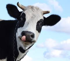 Image result for cow