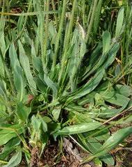 Image result for Emilia caespitosa