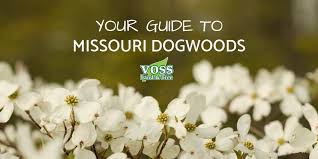 Read about the best flowering ground covers for your unique property, here on gardener's path. Dogwood Trees In Missouri How To Guide Voss Land Tree