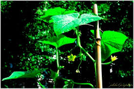 Image result for Cucumis aetheocarpus