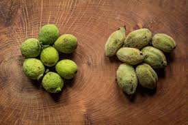 Image result for Buchnera nuttii