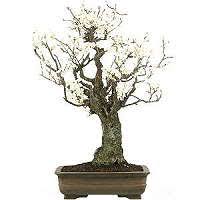 Bonsai Tree Species Bonsaischule Wenddorf