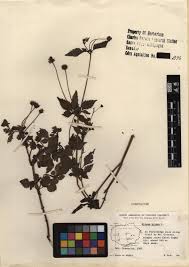 Image result for Bidens pilosa