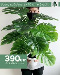 การปลูกมอนสเตอร่า ให้ใบสวย โตสง่า.🌿☘☘☘☘☘ ต้องเริ่ม จากรักตนเองให้ได้ รักต้นไม้ รักธรรมชาติ.แล้ว ที่กล่าวมาทั้งหมด ต้นไม้ก็จะสวย โตไว้ และ. à¸• à¸™à¸¡à¸­à¸™à¸ªà¹€à¸•à¸­à¸£ à¸²à¸›à¸¥à¸­à¸¡ à¸ª à¸‡ 70 Cm Pimarn