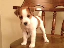 Maybe you would like to learn more about one of these? Jack Russell Terrier Puppy For Sale In Victorville California Classified Americanlisted Com