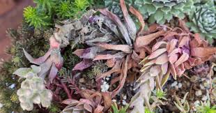 Types of succulents that bloom. What Are Monocarpic Succulents Succulents And Sunshine