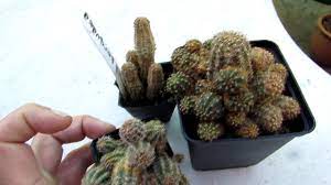 How To Get Rid Of Cactus Bugs Naturally Easy Diy Bugwiz