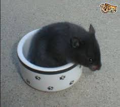 Black And White Syrian Hamster For Sale Beautiful Syrian Hamsters For Sale With Cages Tonbridge Kent Pets4homes Hamsters For Sale Syrian Hamster Hamster
