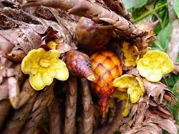 Image result for Raphia gentiliana