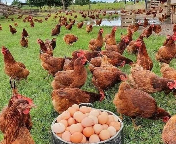 مشروع تربية الدجاج البلدي البياض.. من البداية حتى جني الأرباح | الفلاح اليوم
