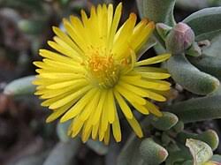 Image result for Hereroa