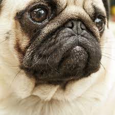 The pa10 and px10 used the same basic geometry, but used different materials and finish. Pug Pic 10 80 Px 10 80 Px Topography Unit Conversion Between Pixel And Point Point To Pixel Conversion In Batch Px Point Conversion Chart Seashore Pictures