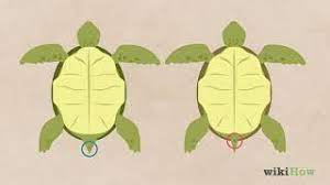 How To Tell If A Turtle Is Male Or Female - Youtube