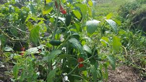 To harden them off simply means to gradually get them used to full. Preserving Jalapeno Peppers Farm Girl Fresh