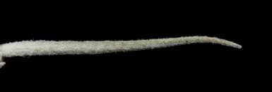 Image result for Sopubia ramosa