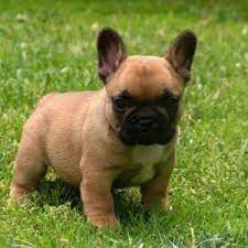 The french bulldog price varies depending on breed lines, location, coloring and other factors. French Bulldog Puppies Price Range How Much Do French Bulldogs Cost Bulldog Puppies French Bulldog Puppies French Bulldog