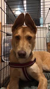 We are begging for anyone and everyone's help My sisters missing esa dog,  Meer, was supposedly spotted heading towards the nature park playground  this morning around 9am 1/10/25 We searched and did