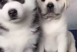 The goberian comes with a price tag of about $250 to $1500 for each puppy. Puppy Playmates Golden Retriever Husky And Malamute Love To Frolic Together Sputnik International
